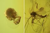 Fossil Pseudoscorpion & Fly (Diptera) Preserved In Baltic Amber #90868-5